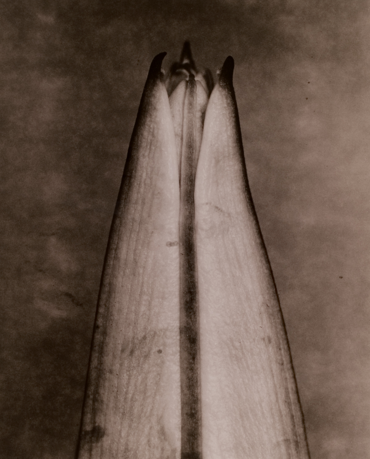 z cyklu bez tytułu, nr neg. 660/11